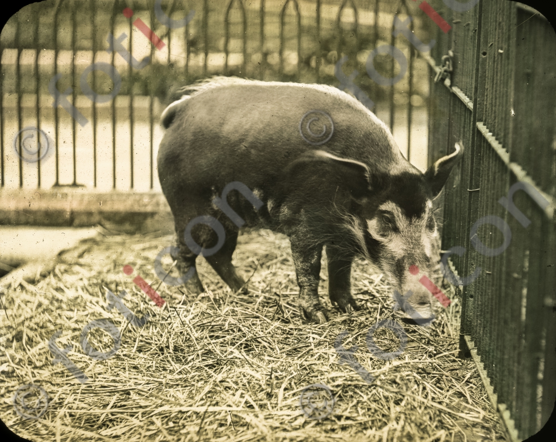 Pinselohrschwein | Red river hog - Foto foticon-simon-167-020.jpg | foticon.de - Bilddatenbank für Motive aus Geschichte und Kultur